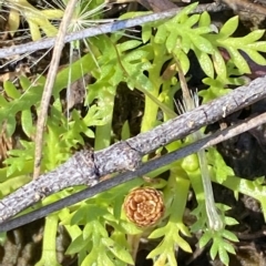 Cotula alpina at Bimberi, NSW - 12 Mar 2023