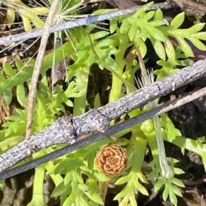 Cotula alpina at Bimberi, NSW - 12 Mar 2023