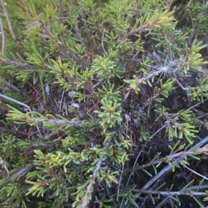 Pultenaea fasciculata at Bimberi, NSW - 12 Mar 2023 11:33 AM