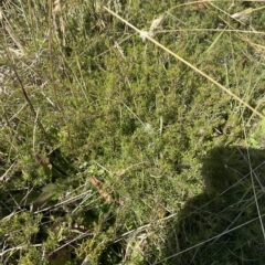 Pultenaea fasciculata at Bimberi, NSW - 12 Mar 2023 11:33 AM