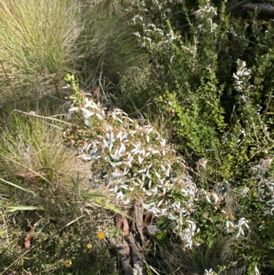 Olearia myrsinoides (Blush Daisy Bush) at Cooleman, NSW - 12 Mar 2023 by Tapirlord