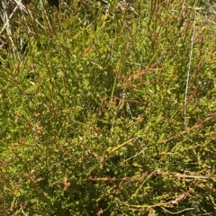 Baeckea gunniana (Alpine Baeckea) at Bimberi, NSW - 12 Mar 2023 by Tapirlord