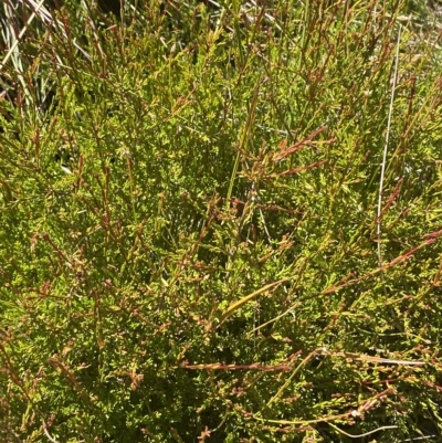 Baeckea gunniana (Alpine Baeckea) at Kosciuszko National Park - 12 Mar 2023 by Tapirlord