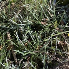 Celmisia tomentella (Common Snow Daisy) at Cotter River, ACT - 11 Mar 2023 by Tapirlord