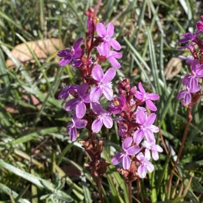 Stylidium montanum (alpine triggerplant) at Cotter River, ACT - 12 Mar 2023 by Tapirlord