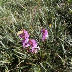 Stylidium montanum at Cotter River, ACT - 12 Mar 2023