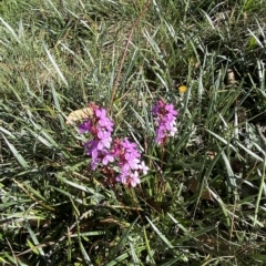 Stylidium montanum at Cotter River, ACT - 12 Mar 2023