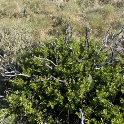 Orites lancifolius (Alpine Orites) at Cotter River, ACT - 11 Mar 2023 by Tapirlord