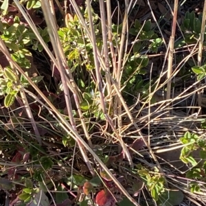 Deyeuxia carinata at Bimberi, NSW - 12 Mar 2023