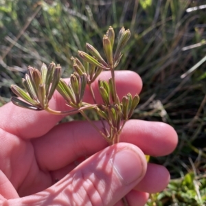 Aciphylla simplicifolia at Cotter River, ACT - 12 Mar 2023