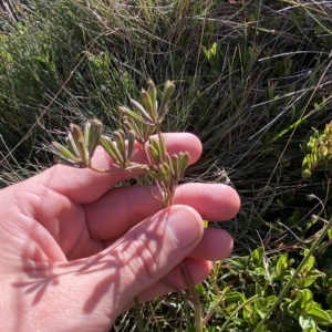 Aciphylla simplicifolia at Cotter River, ACT - 12 Mar 2023