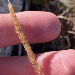 Deyeuxia crassiuscula at Cotter River, ACT - 12 Mar 2023