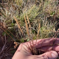 Deyeuxia crassiuscula at Cotter River, ACT - 12 Mar 2023