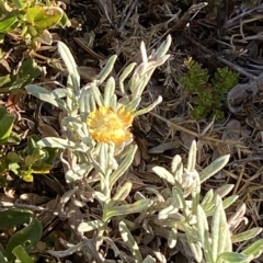 Coronidium monticola (Mountain Button Everlasting) at Cotter River, ACT - 12 Mar 2023 by Tapirlord