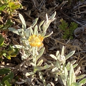 Coronidium monticola at Cotter River, ACT - 12 Mar 2023