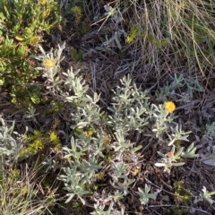 Coronidium monticola at Cotter River, ACT - 12 Mar 2023