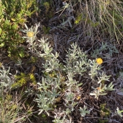 Coronidium monticola at Cotter River, ACT - 12 Mar 2023