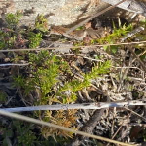 Stellaria pungens at Cotter River, ACT - 12 Mar 2023