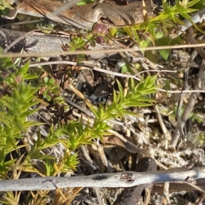 Stellaria pungens at Cotter River, ACT - 12 Mar 2023