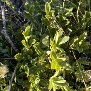 Podolobium alpestre at Cotter River, ACT - 12 Mar 2023