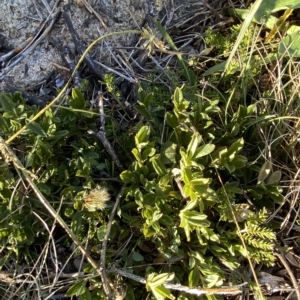 Podolobium alpestre at Cotter River, ACT - 12 Mar 2023