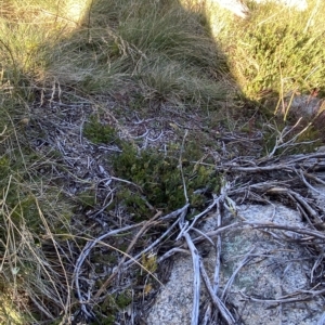 Podolobium alpestre at Cotter River, ACT - 12 Mar 2023