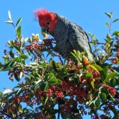 Callocephalon fimbriatum (Gang-gang Cockatoo) at Mawson, ACT - 10 Apr 2023 by stofbrew