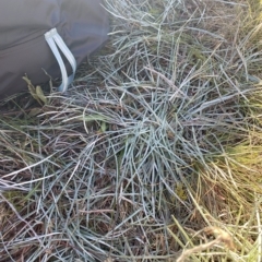 Celmisia pugioniformis at Cotter River, ACT - 12 Mar 2023