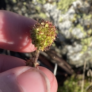 Acaena x anserovina at Cotter River, ACT - 12 Mar 2023