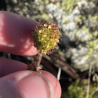 Acaena x anserovina (Hybrid Burr) at Cotter River, ACT - 12 Mar 2023 by Tapirlord