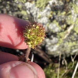 Acaena x anserovina at Cotter River, ACT - 12 Mar 2023