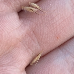 Rytidosperma nudiflorum at Cotter River, ACT - 11 Mar 2023