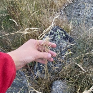 Rytidosperma nudiflorum at Cotter River, ACT - 11 Mar 2023