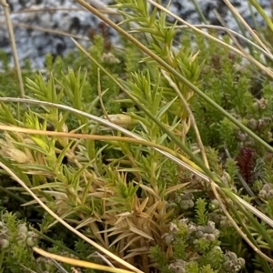 Stellaria pungens at Cotter River, ACT - 11 Mar 2023