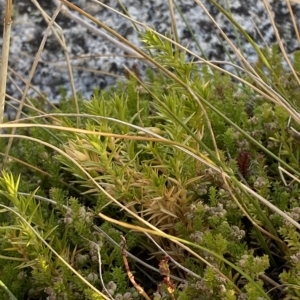 Stellaria pungens at Cotter River, ACT - 11 Mar 2023