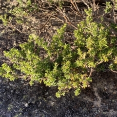 Asperula pusilla at Cotter River, ACT - 11 Mar 2023