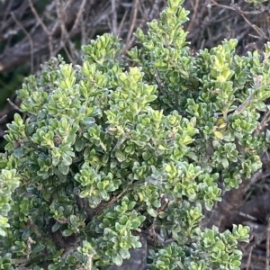 Prostanthera cuneata at Cotter River, ACT - 11 Mar 2023