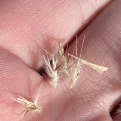 Rytidosperma oreophilum (Wallaby Grass) at Kosciuszko National Park - 11 Mar 2023 by Tapirlord