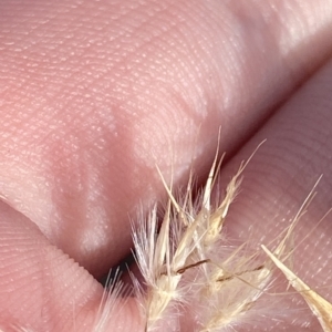 Rytidosperma oreophilum at Bimberi, NSW - 11 Mar 2023