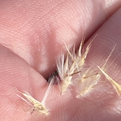 Rytidosperma oreophilum at Bimberi, NSW - 11 Mar 2023