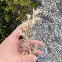 Rytidosperma oreophilum at Bimberi, NSW - 11 Mar 2023