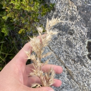 Rytidosperma oreophilum at Bimberi, NSW - 11 Mar 2023