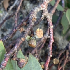 Eucalyptus pauciflora subsp. niphophila at Cotter River, ACT - 11 Mar 2023