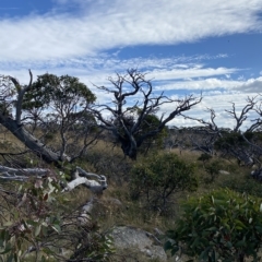 Eucalyptus pauciflora subsp. niphophila at Cotter River, ACT - 11 Mar 2023