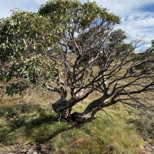 Eucalyptus pauciflora subsp. niphophila at Namadgi National Park - 11 Mar 2023