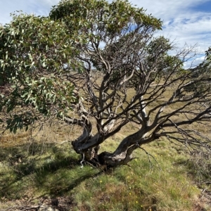 Eucalyptus pauciflora subsp. niphophila at Cotter River, ACT - 11 Mar 2023