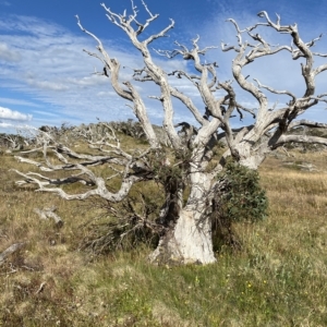 Eucalyptus pauciflora subsp. niphophila at Namadgi National Park - 11 Mar 2023