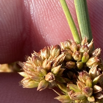 Juncus australis (Australian Rush) at Cotter River, ACT - 11 Mar 2023 by Tapirlord