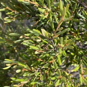 Grevillea australis at Cotter River, ACT - 11 Mar 2023 04:13 PM