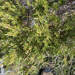 Grevillea australis at Cotter River, ACT - 11 Mar 2023 04:13 PM